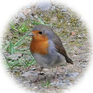 Klein, mit rotem Punkt, sympatisch, neugierig - so ist das Rotkehlchen in den heimischen Landen unterwegs